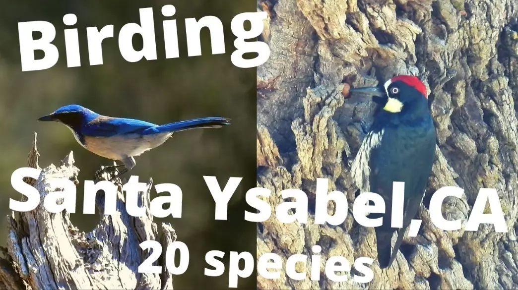 seasonal birds California