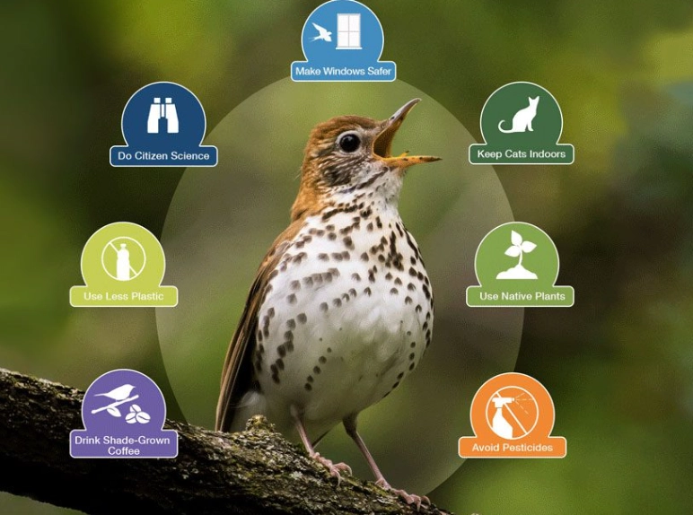 windy day bird watching