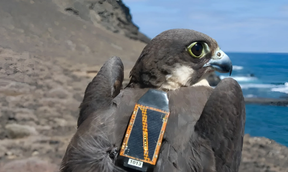 bird telemetry equipment