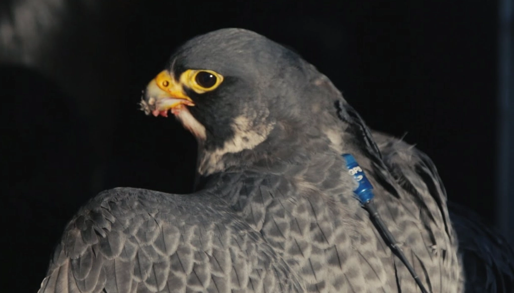 GPS tracker for falconry