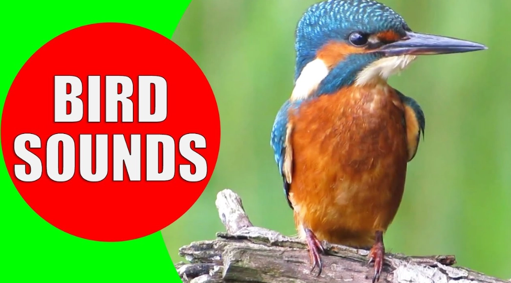 record bird sounds iphone