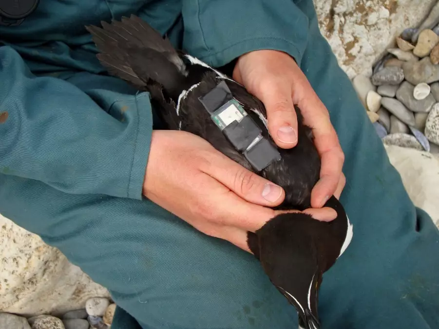 avian telemetry avian telemetry