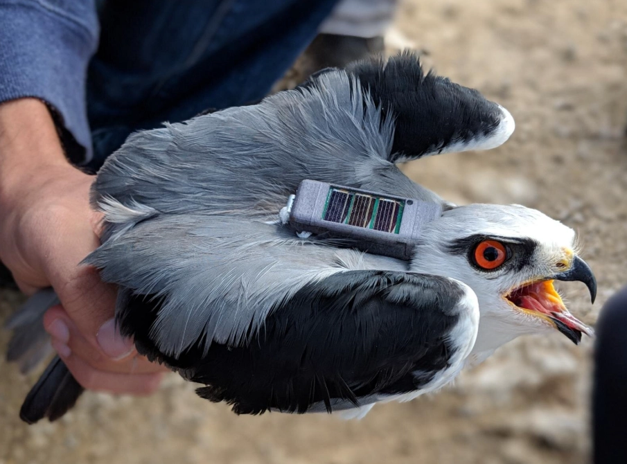 bird GPS tracker bird GPS tracker