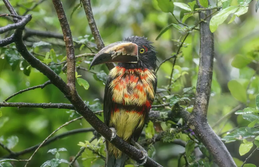 10x binoculars for birding