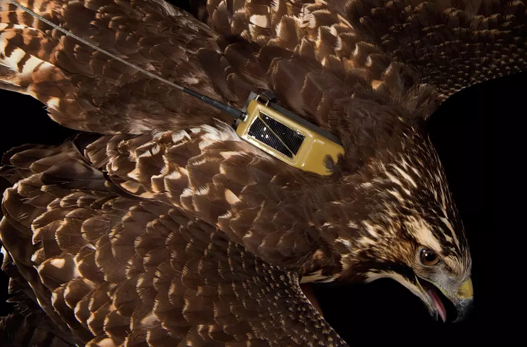 miniature bird tracker miniature bird tracker