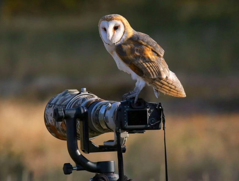 birding ethics