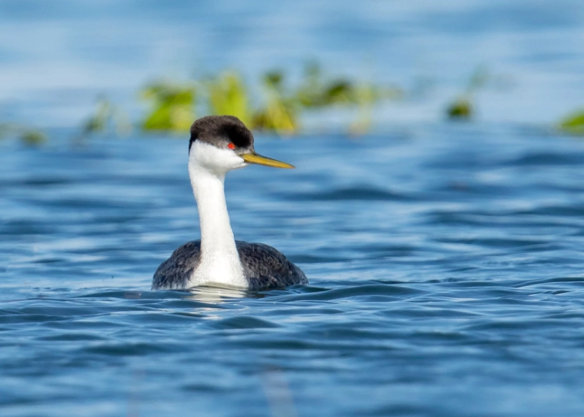 responsible birdwatching