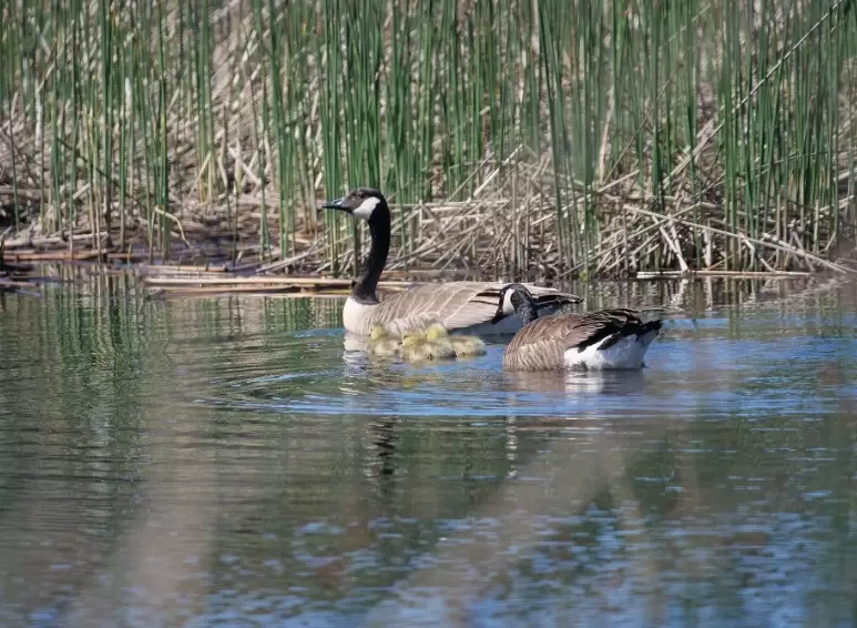 responsible birdwatching