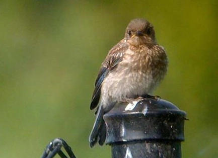 digiscoping for beginners