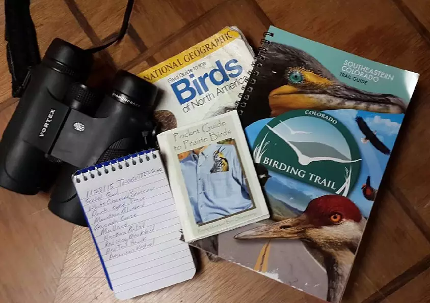 beginner bird watching