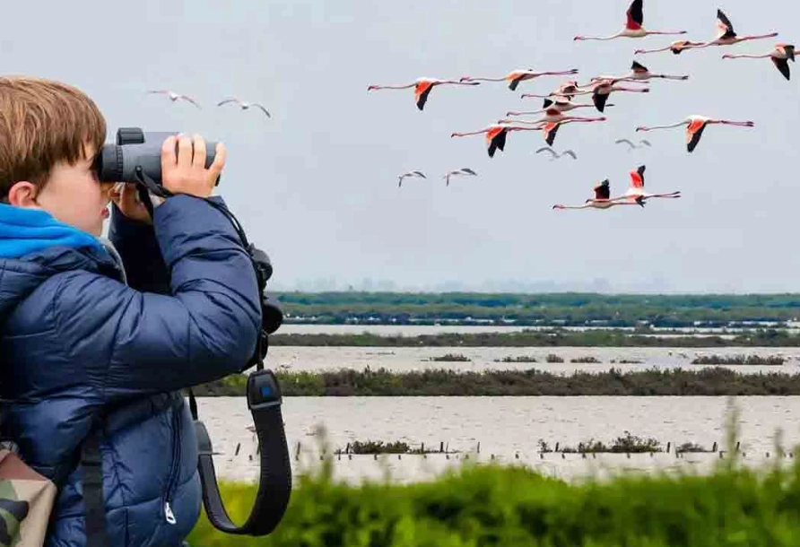 how to start birdwatching