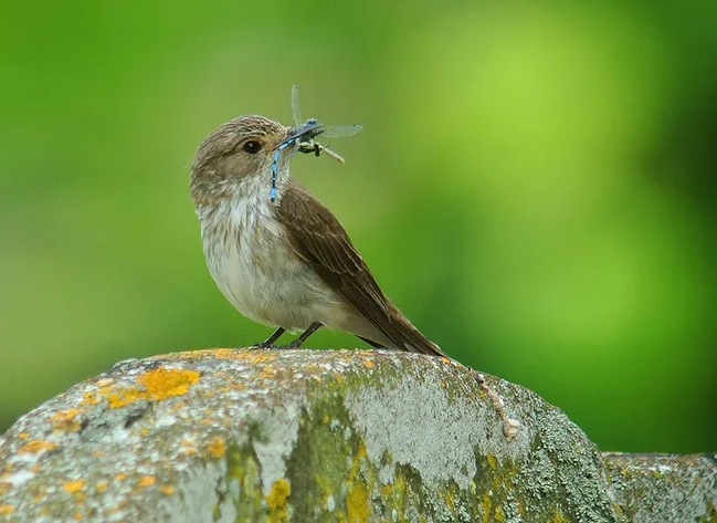 bird photography with smartphone