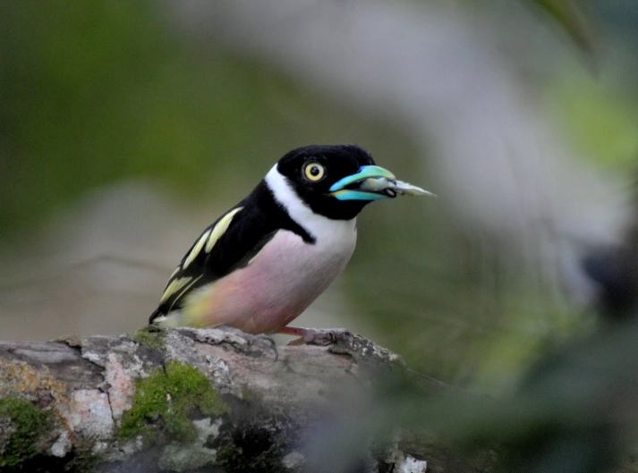 digiscoping adapter