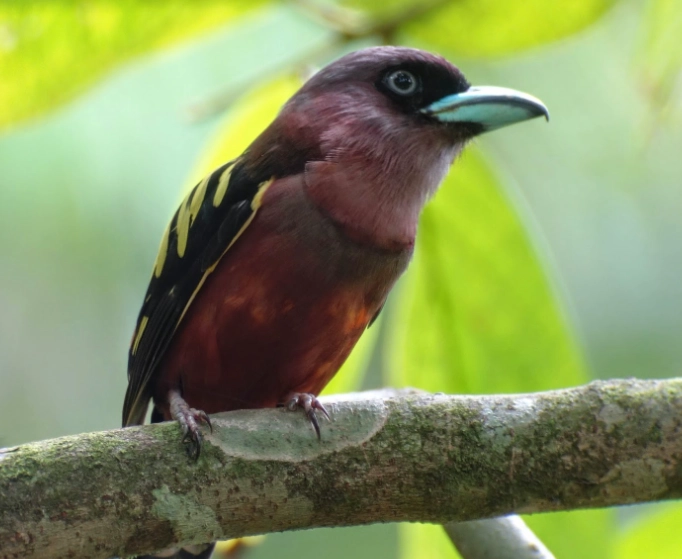 bird photography with smartphone
