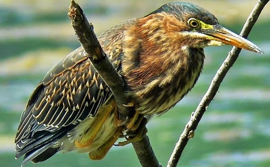 digiscoping photography