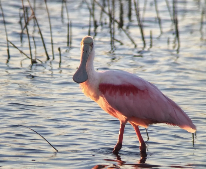 digiscoping photography