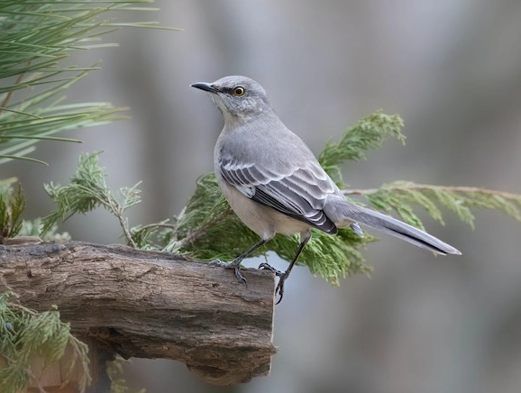 Ohio birding guide