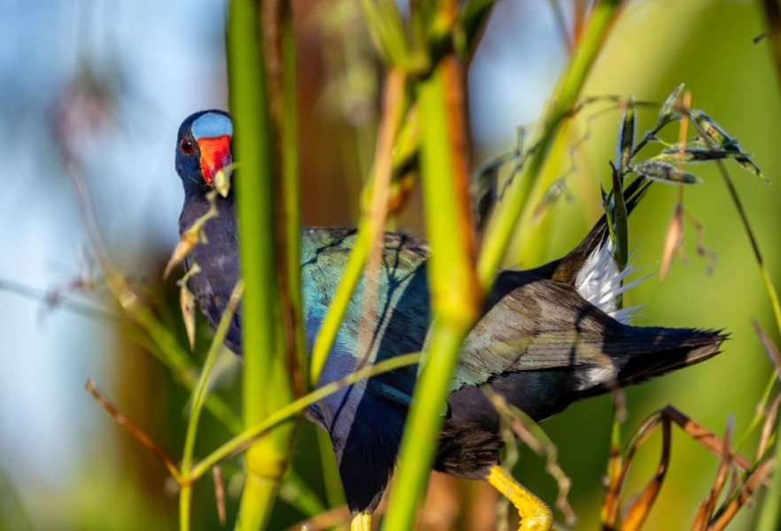 best birding hotspots